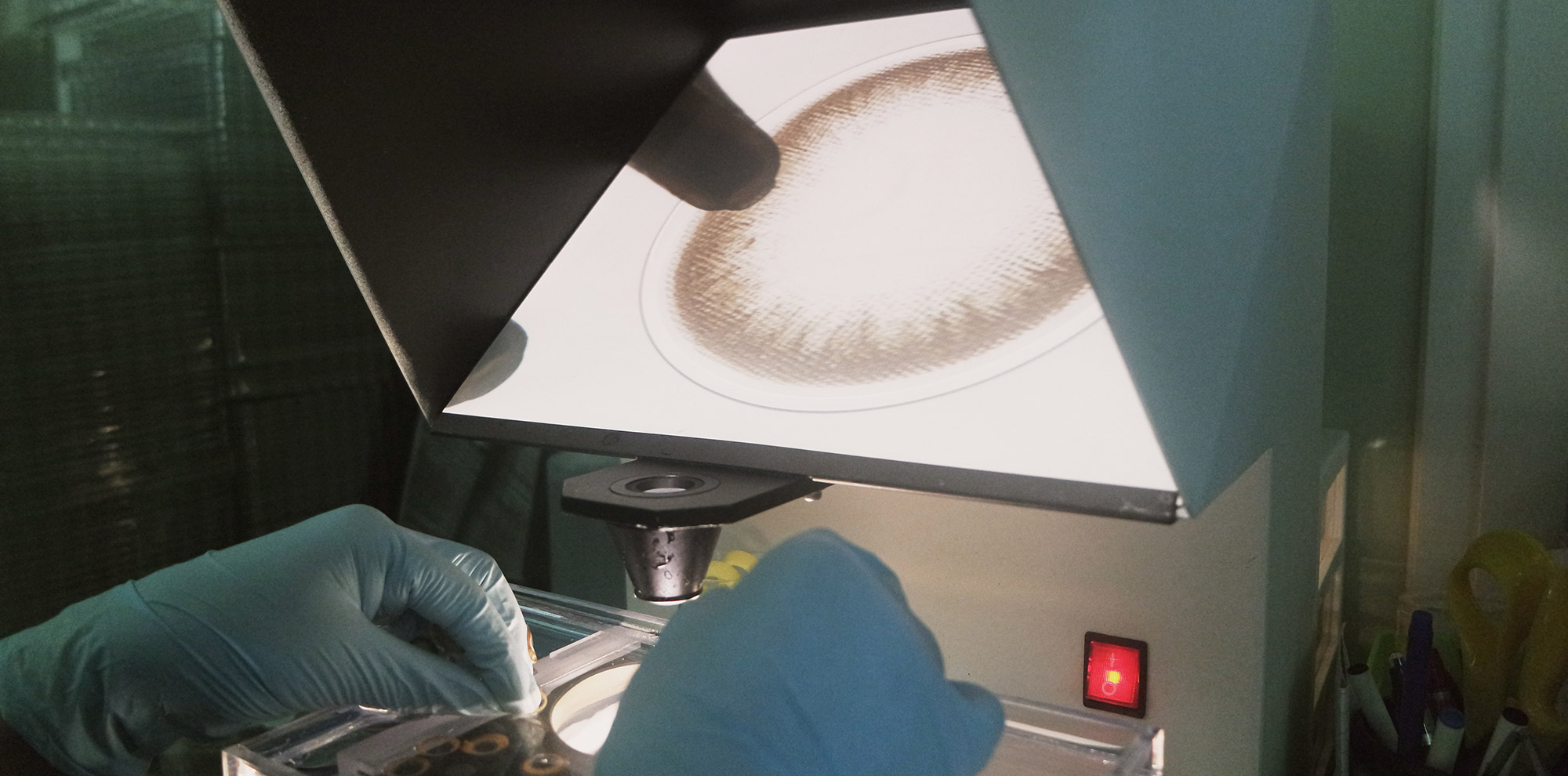 Colored contact lens samples prepared for quality inspection